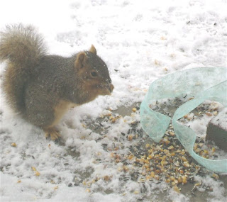 Christmas Squirrel Smorgasbord