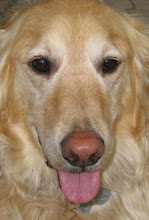 Doggy quote of the week;