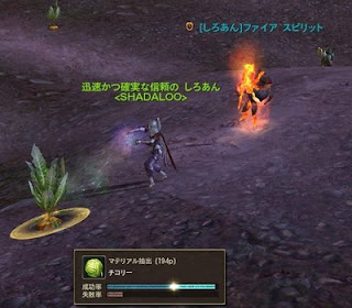 チコリー採取