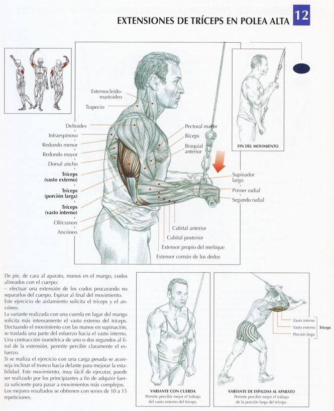 EJERCICIOS PARA TRICEPS. La variante realizada en las extensiones de triceps EJERCICIOS PARA TRICEPS. La variante realizada en las extensiones de triceps