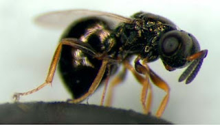 Descifran los genomas de tres especies de avispa parasitaria