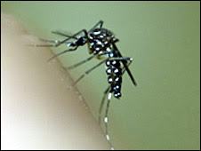 Cono Sur en alerta por dengue