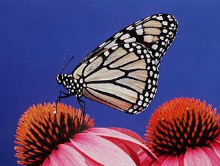 Las mariposas europeas, en peligro
