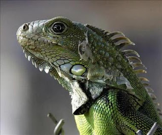 La iguana guatemalteca es declarada especie protegida