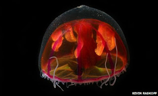 Crossota millsae, una medusa roja y violeta encontrada a 2.000 metros de profundidad