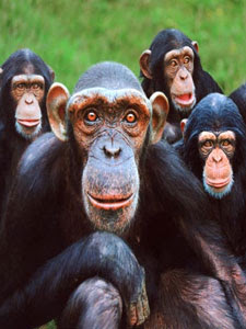 El lenguaje humano, una de nuestras grandes diferencias con los primates