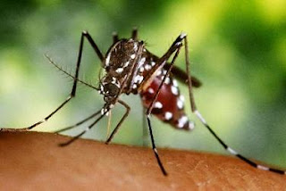 Un mosquito tigre, cuya picadura provoca fuertes dolores. El Mundo