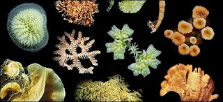 Los briozoos no tienen la capacidad de desplazarse por sí mismos. Foto: British Antarctic Survey