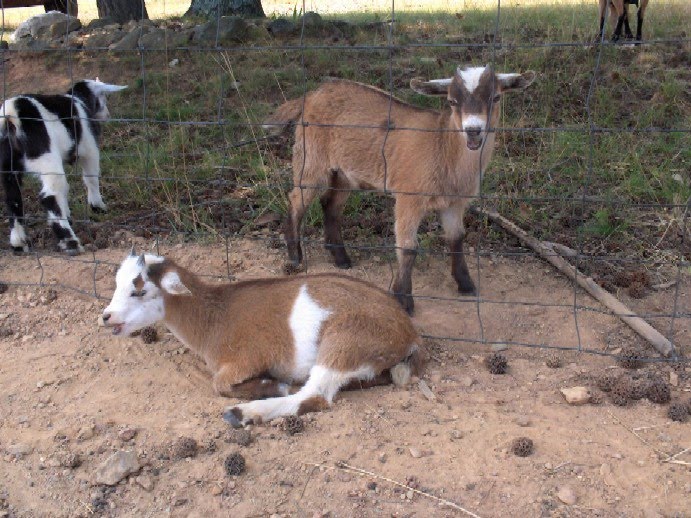 Dwarf Goat Cute Home Pets Nigerian Dwarf Goats
