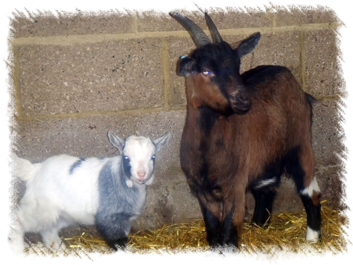 Pygmy Goats