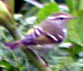 [Yellow-browed+Warbler+1.JPG]