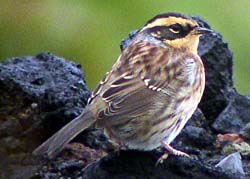 [Siberian+Accentor.jpg]