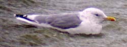 [Thayer's+Gull.JPG]