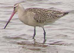 [Bar-tailed+Godwit.jpg]