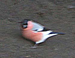 [Eurasian+Bullfinch+Jake.jpg]