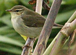 [Arctic+Warbler.jpg]