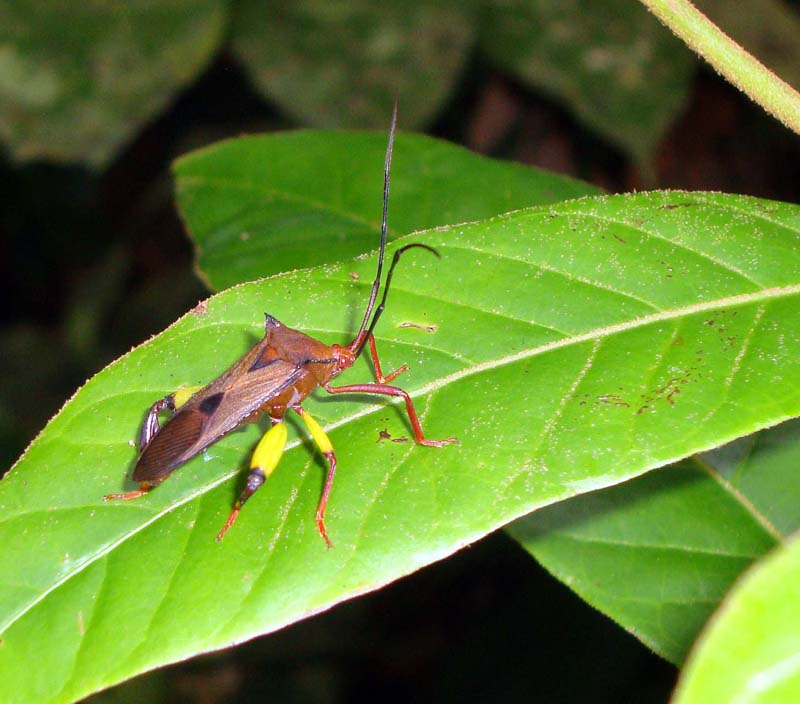 [Leaf-footed+Bug+sp..JPG]