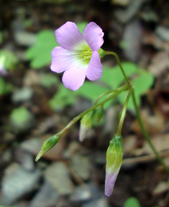 [Oxalis+drummondi,+Drummond's+Woodsorrel-2.JPG]