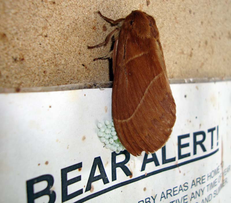 [Dicogaster+coronada,+Lasiocampidae.JPG]