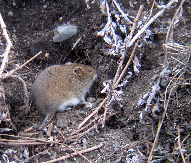 Birdernaturalist Cooking for the WINGS Tour in Gambell, Alaska