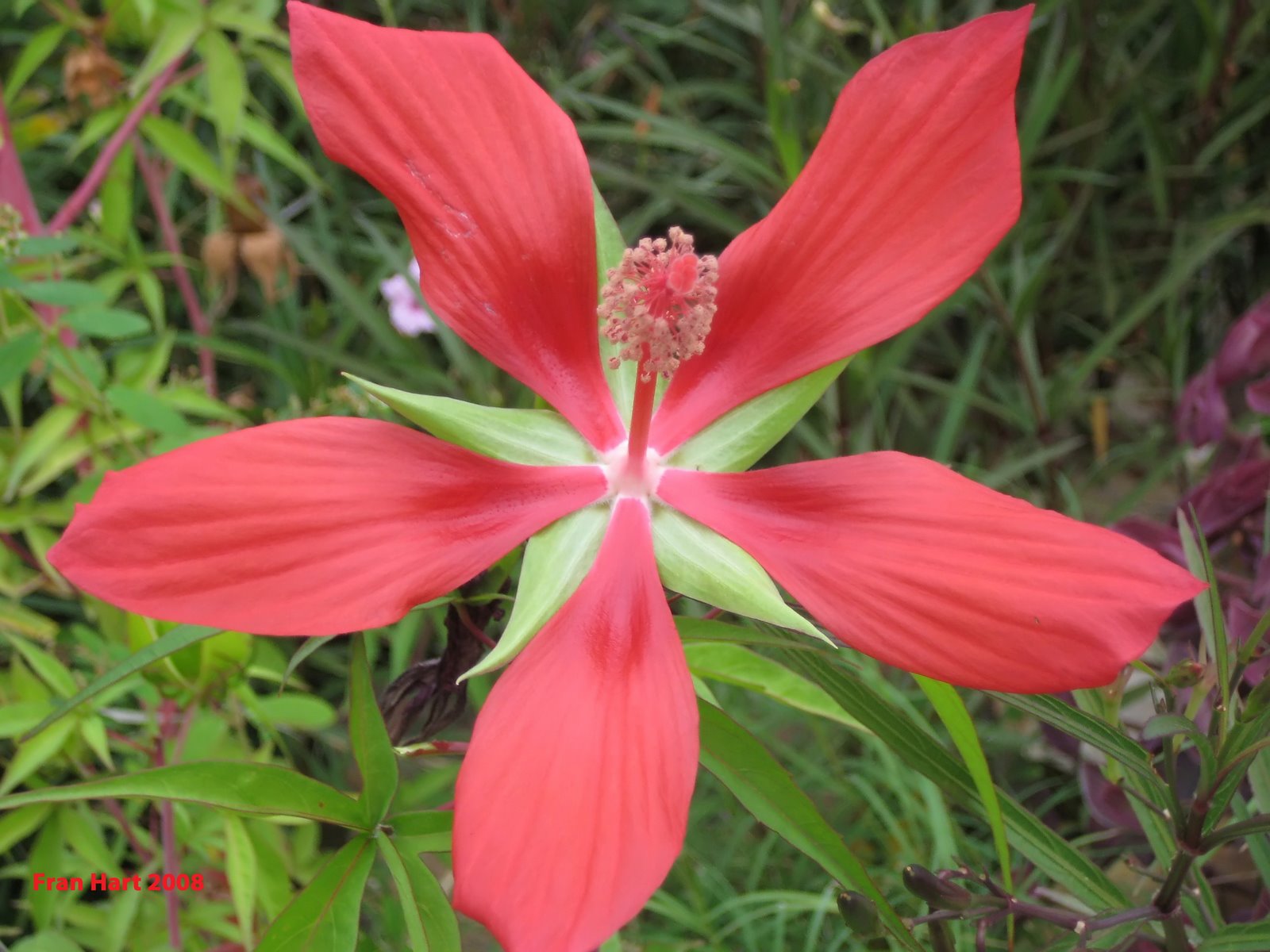 [Texas+Star+Hibiscus.jpg]