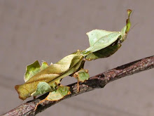 Ghost Praying Mantis