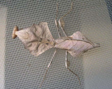 Dead Leaf Mantis