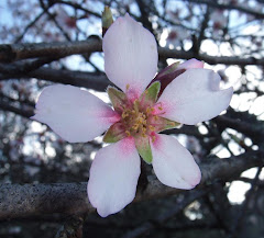 anunciando primavera