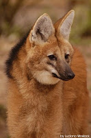 Lobo-guará