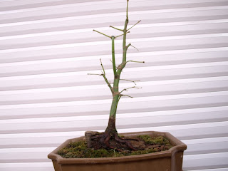 BONSAI AMATEUR: ESQUEJE CONVERTIDO EN ARCE SOBRE ROCA