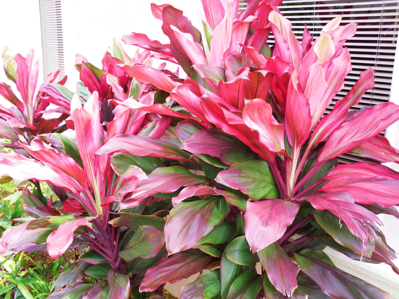 Jupiter Real Estate and Lifestyle Hawaiian Ti brings