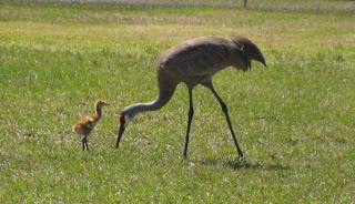 sandhill crane