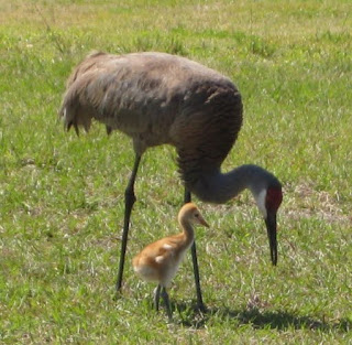 sandhill crane