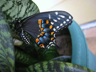 butterfly