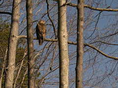 Watching wildlife on the lake