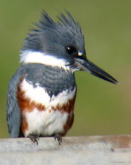 Belted Kingfisher