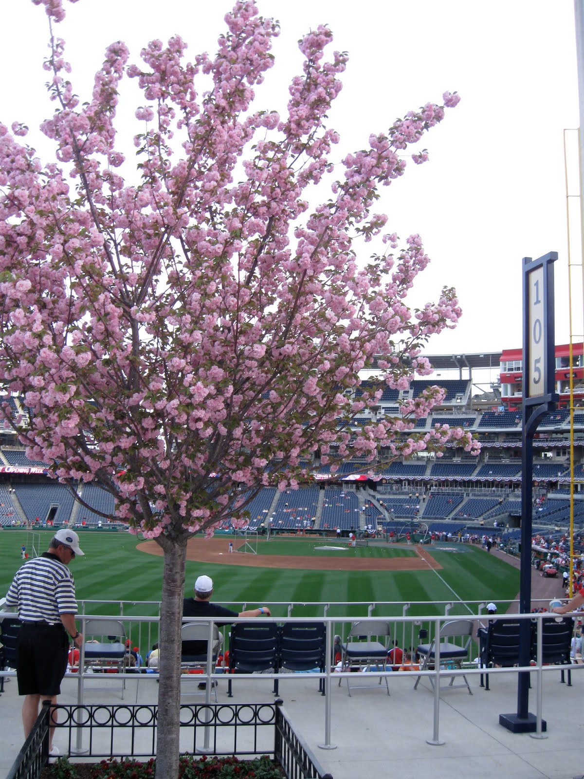 WASHINGTON NATIONALS 10TH SEASONS CHERRY BLOOSOM RED PINK BRIM NEW E –  Sports World 165