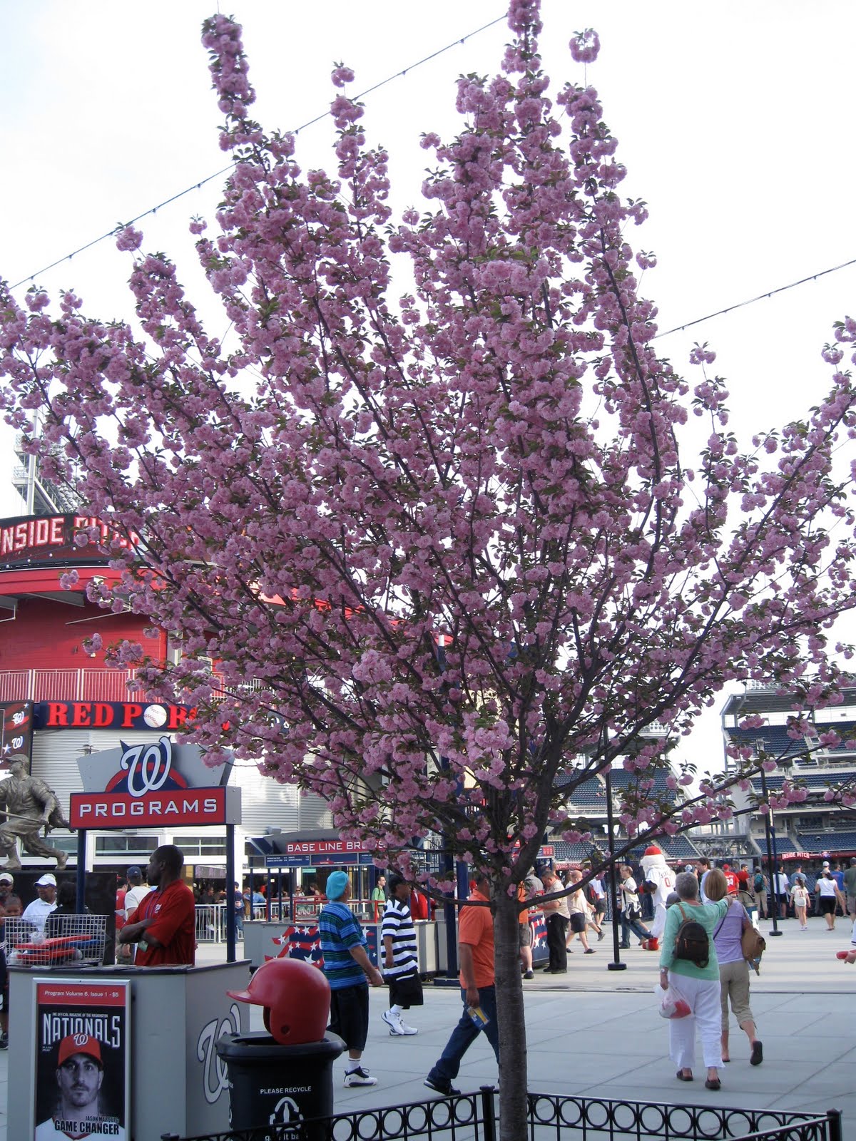 Washington nationals cherry blossom - Gem