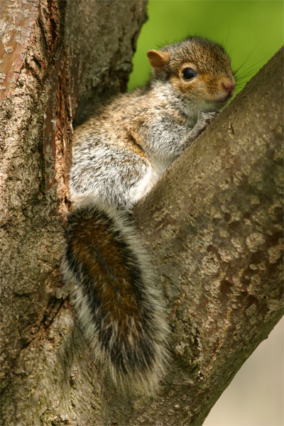 [treesquirrel]