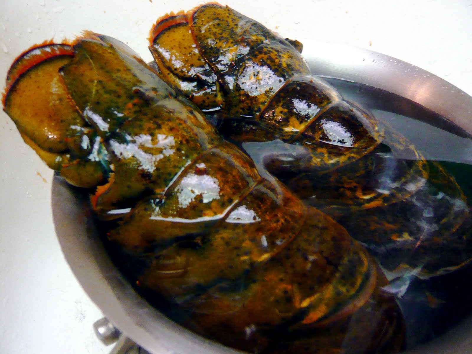 newFOOD tuesdayz Lobster Enchiladas