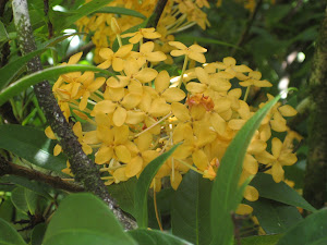 Beautiful Flora