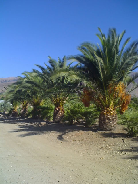 Orange County Palm Tree Grower canary date palm tree. Orange County Palm Tree Grower