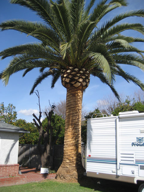 WANTED: Canary Island Palm canary date palm tree. WANTED: Canary Island Palm