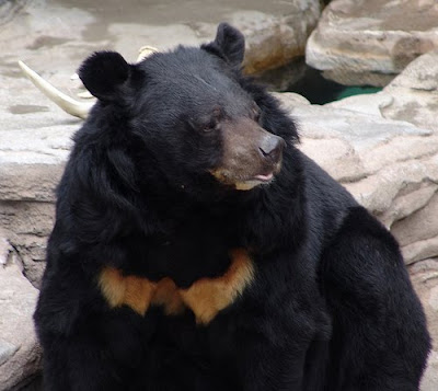 China Bear Rescue