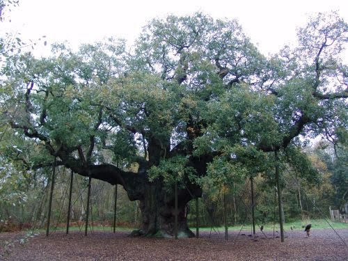 [Robin_Hood_Major_Oak.jpg]