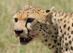 Pregnant Cheetah