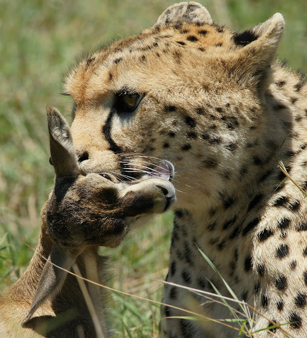 Pregnant Cheetah with prey
