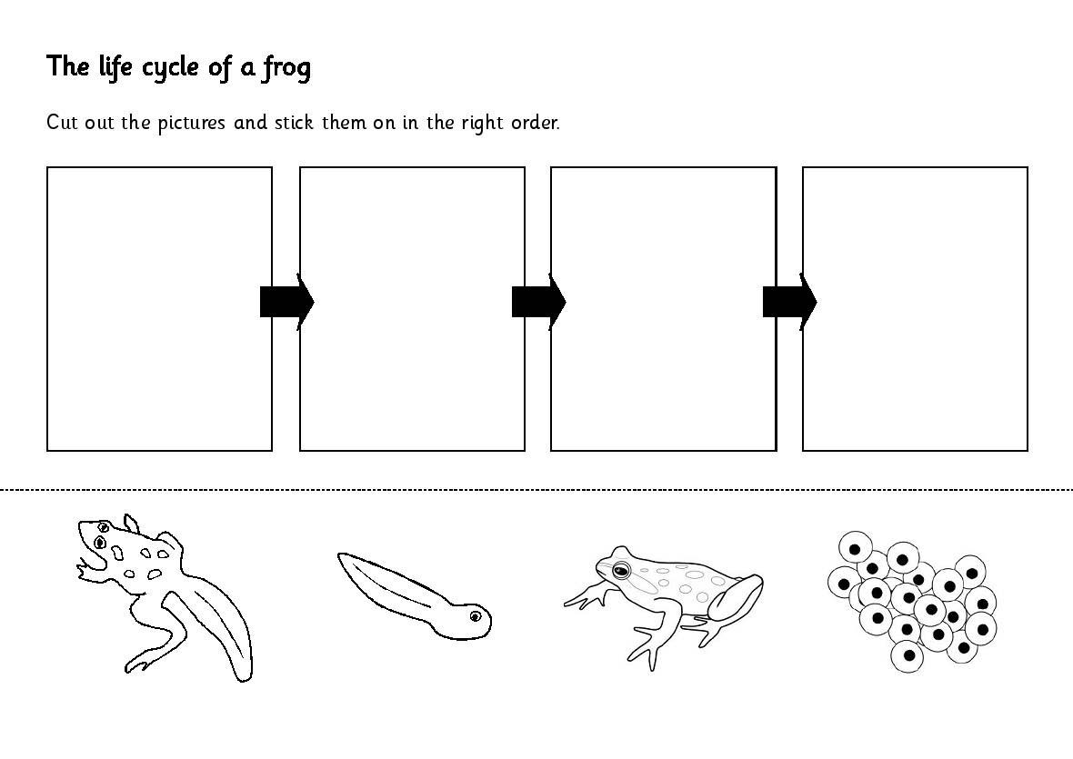 Witty image regarding life cycle of a frog printable Modest image with life cycle of a frog printable