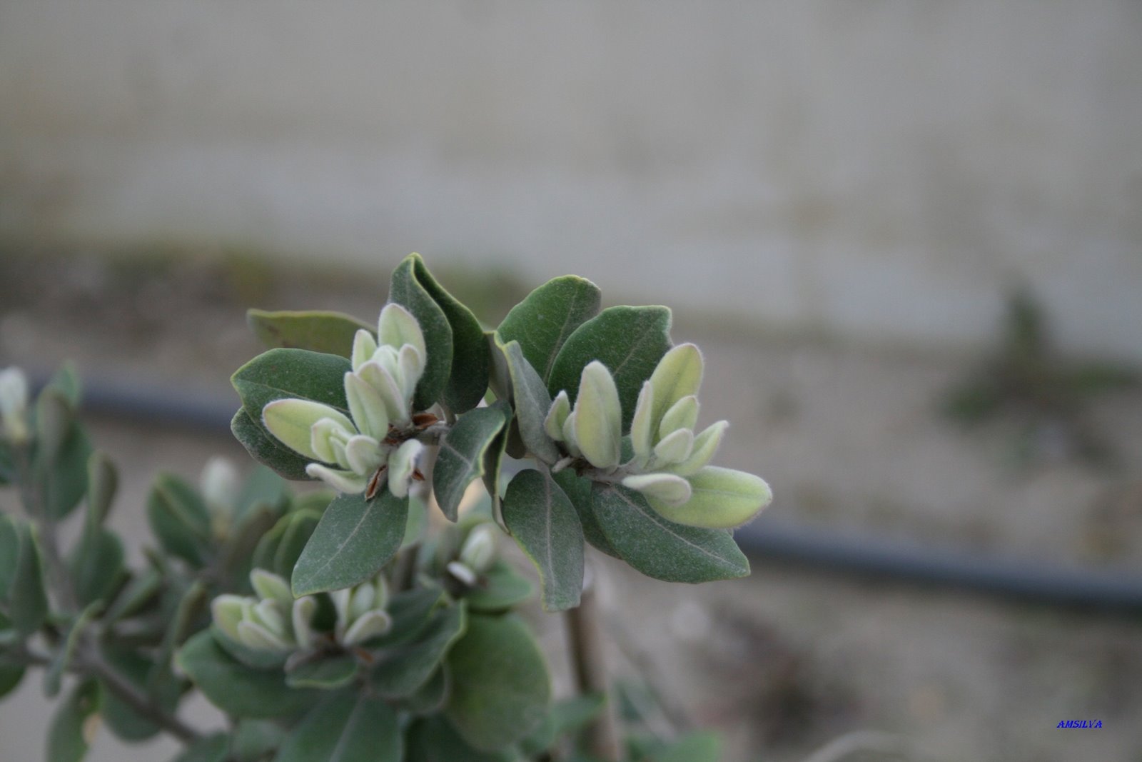[Algeciras.planta.JPG]