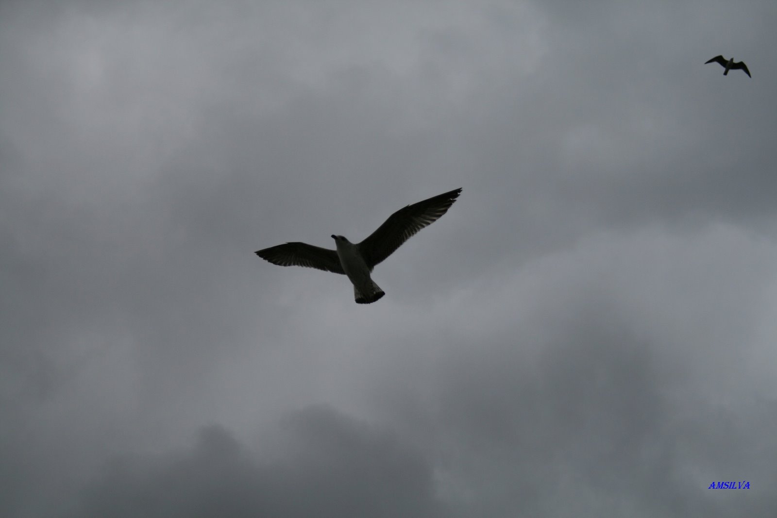 [gaivotas6.JPG]